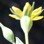 Blackstonia imperfoliata Blomma