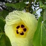 Thespesia populnea Flower