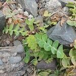 Sonchus ustulatus Leaf