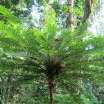 Phyllanthus mimosoides Plante entière