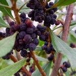 Myrica californica Plod