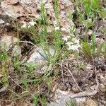 Stenaria nigricans Leaf