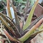 Aloe albiflora Foglia