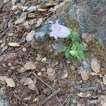 Campanula incurva Flor