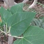 Ficus palmata Ліст