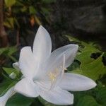 Lilium candidum 花