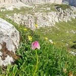 Gymnadenia corneliana Floro