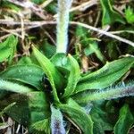 Plantago atrata Blad