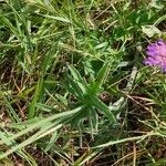 Knautia arvensis Blatt