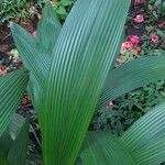 Curculigo capitulata Leaf