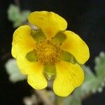 Potentilla argyrophylla Blodyn