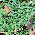 Cerastium tomentosum Habit