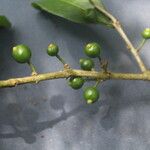 Eugenia stictopetala Fruit