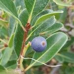 Rhaphiolepis indica Fruit