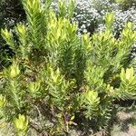 Leucadendron laureolum অভ্যাস