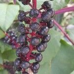 Phytolacca americana Frutto