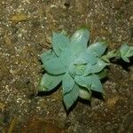 Graptopetalum macdougallii Leaf