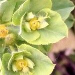 Euphorbia hirsuta Virág