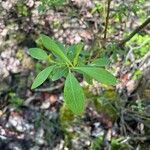 Salix bicolor Blad
