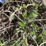 Lithodora hispidula Yaprak