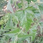 Atriplex sagittata Leaf