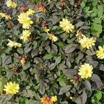 Dahlia spp. Habit