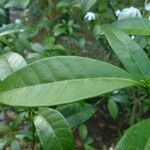 Ervatamia coronaria Leaf