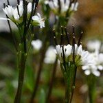 Arabis soyeri Other