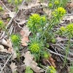 Euphorbia cyparissiasফুল