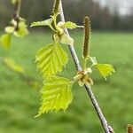 Betula pubescens Leaf