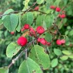 Cotoneaster multiflorus Vaisius