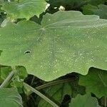 Roldana petasitis Leaf