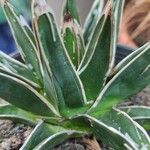 Agave victoriae-reginae Агульны выгляд