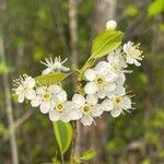 Prunus pensylvanicaKwiat