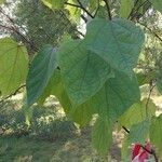 Alangium platanifolium Hoja
