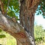 Koelreuteria paniculata Bark