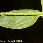 Echium stenosiphon ᱥᱟᱠᱟᱢ