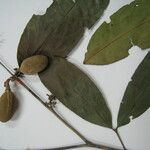 Cheiloclinium cognatum Altul/Alta