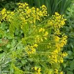 Isatis tinctoria অন্যান্য