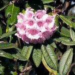 Rhododendron pudorosum Flor