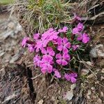 Dianthus glacialis Flor