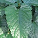 Clerodendrum paniculatum Hoja