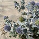 Eryngium maritimum ফুল