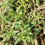 Polygonum plebeium Folha