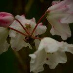 Rhododendron souliei Bloem