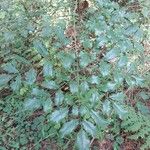 Leea guineensis Leaf