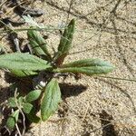 Senecio californicus 葉