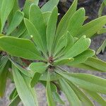 Globularia salicina Leaf