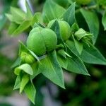 Euphorbia lathyris Frukto