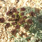 Lomatium mohavense Кветка